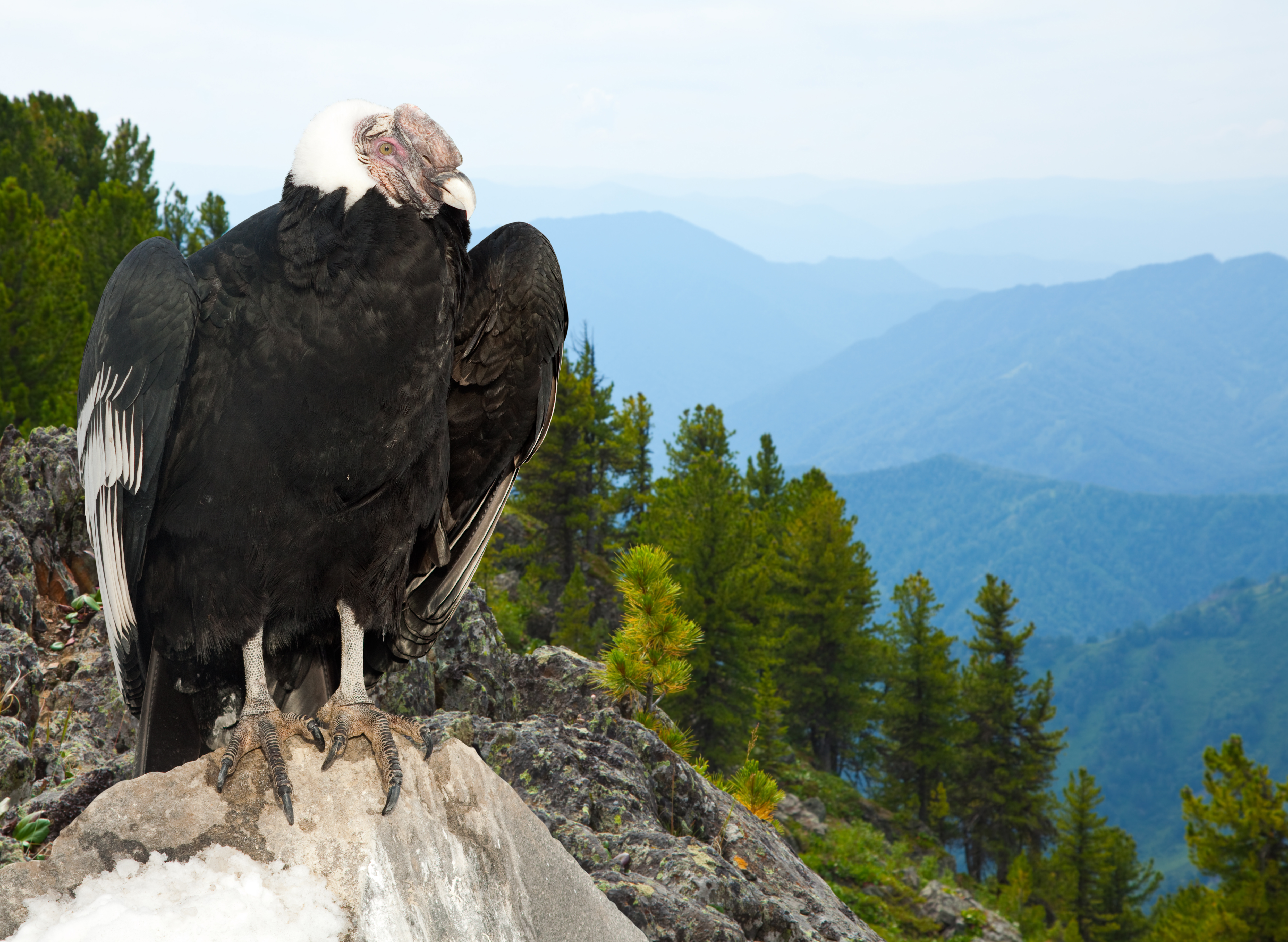 bald eagle perched on a branch with a mountain in the background