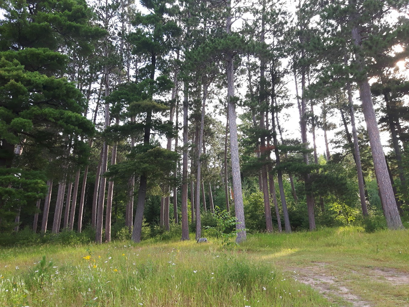 a forest of trees
