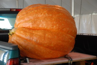 giant pumpkin in the back of a pickup truck