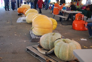 a lineup of pumpkins for judging